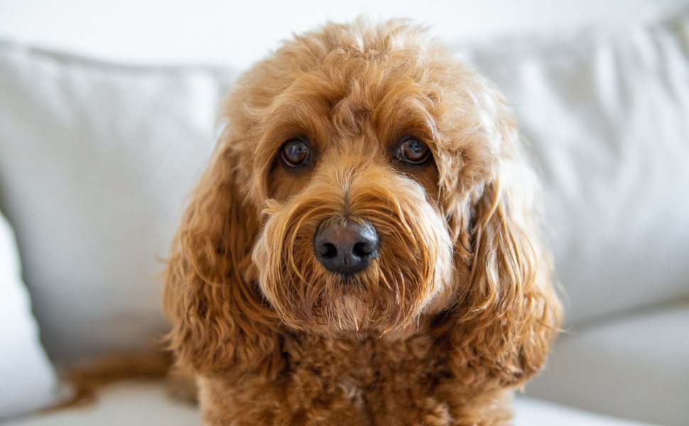 Храна за куче Кавапу