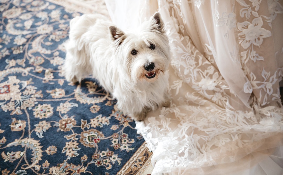 Малтийска болонка и нейните харектеристики