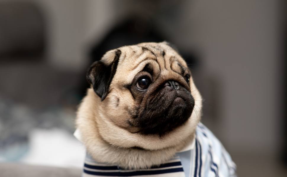 Древнокитайски произход на куче мопс