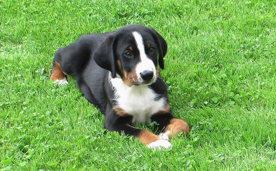 породата Апенцелер