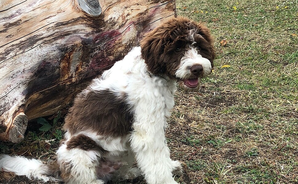 Лагото романьоло - търсач на трюфели