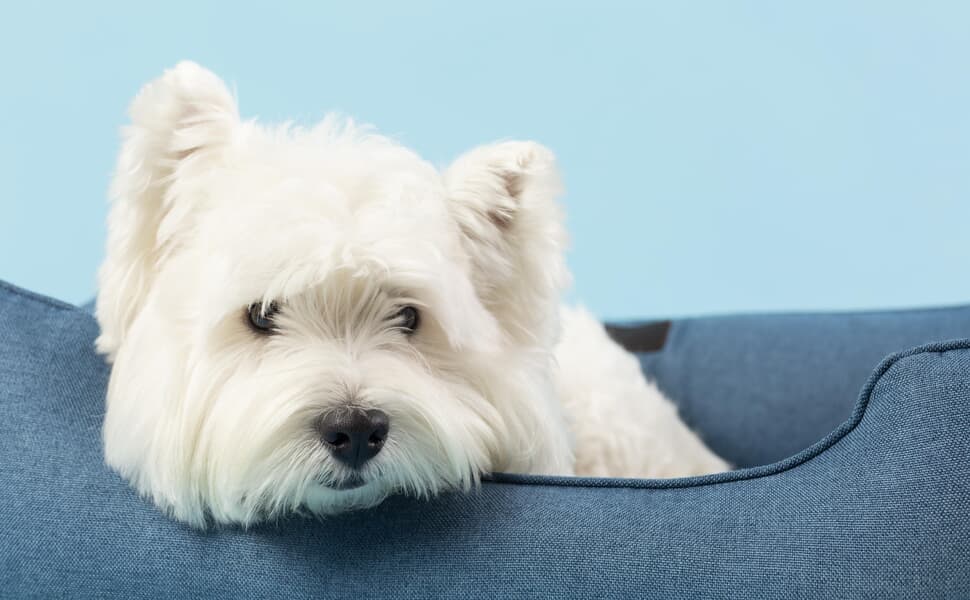 Произход и история на порода Малтазер