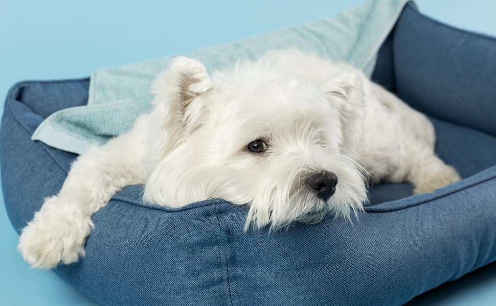 Изисквания за отглеждане и грижи на малтийска болонка