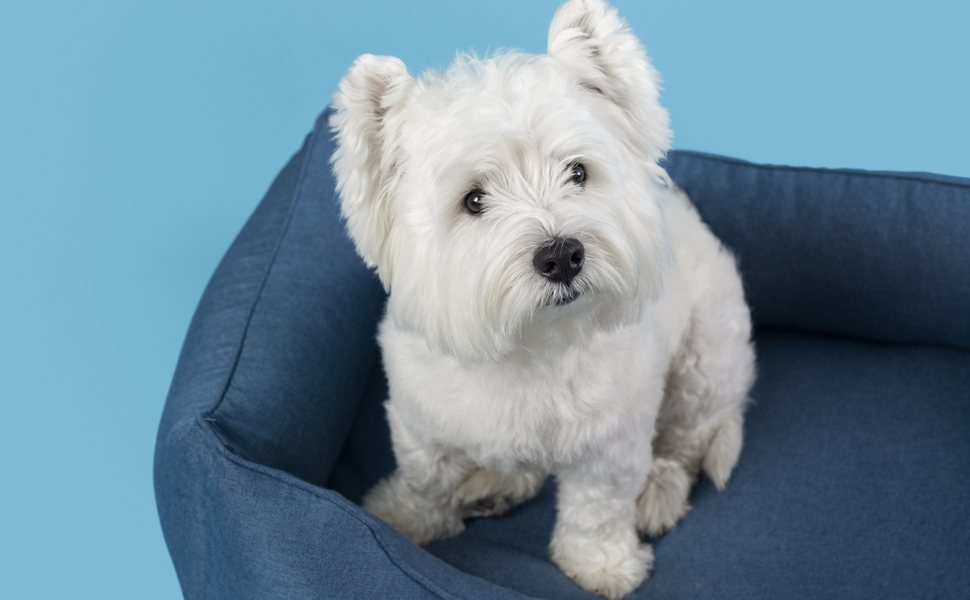 Препоръчителна храна за Малтазер