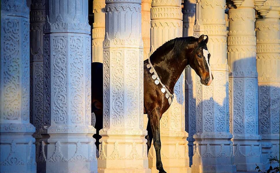 марвари кон потекло