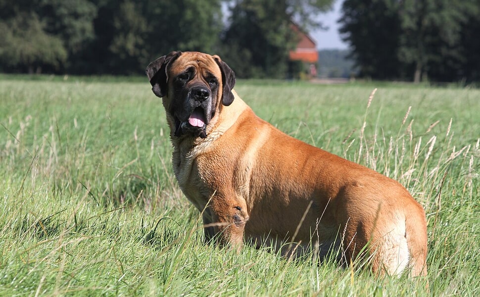 Английски мастиф 