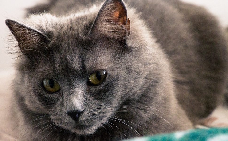 Произход и история на котка Нибелунг