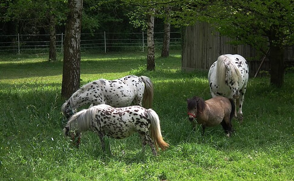 Здравословни проблеми при Норикийски кон