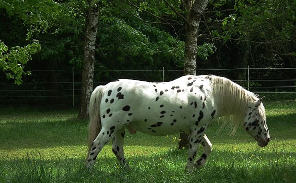 Норикийски кон (Норикен)