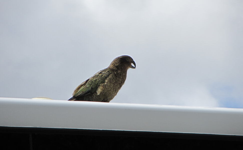 научни факти за папагал Кеа