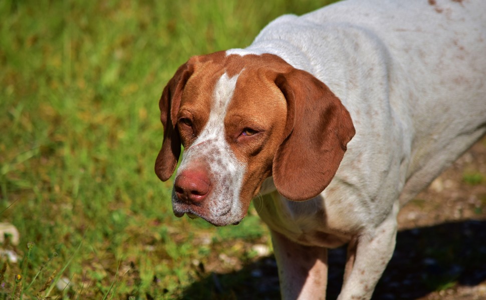 Здраве и грижи за куче Английски пойнтер
