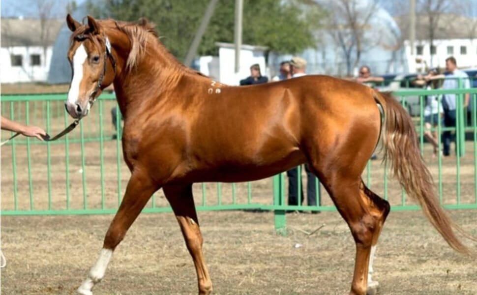 коне порода будьоновска