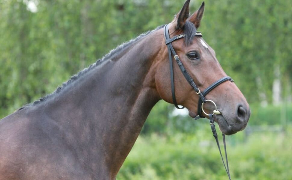 кон порода вестфален