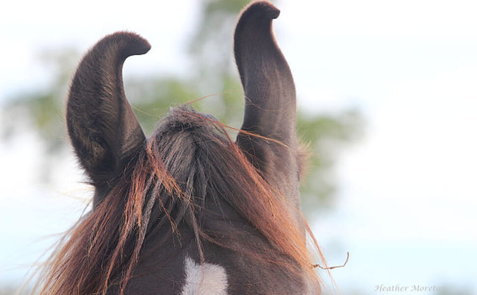 кон порода марвари