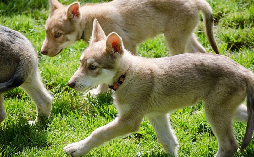 Хранителен режим за Сарлосово вълче куче