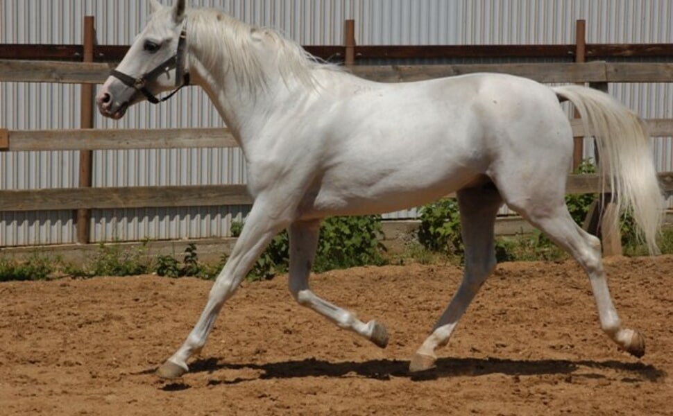 Характеристики на терската порода коне