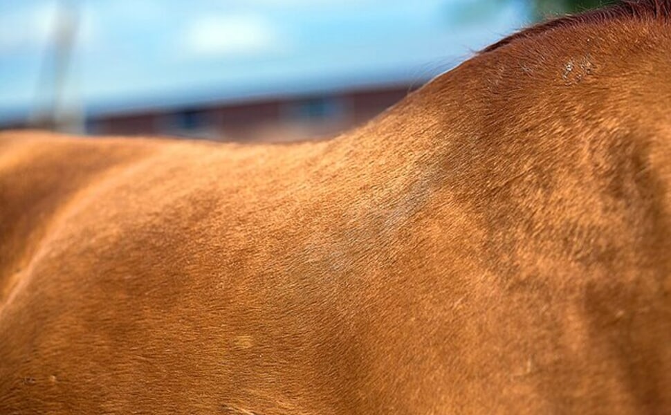 донски кон универсална порода