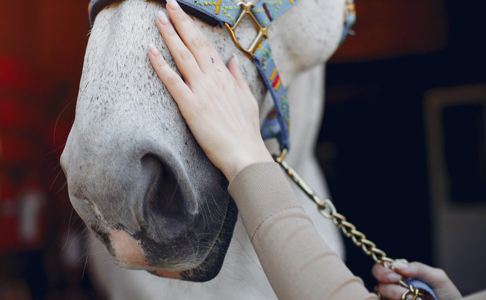 кон потекло марвари