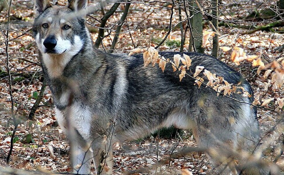 Сарлосово вълче куче и неговите характеристики