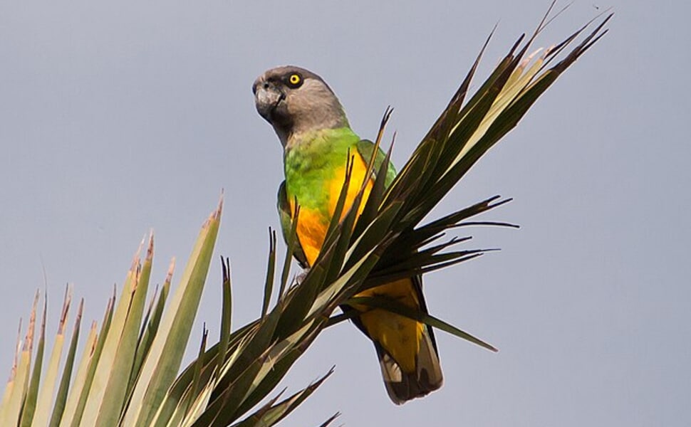 научни факта за Сенегалския папагал
