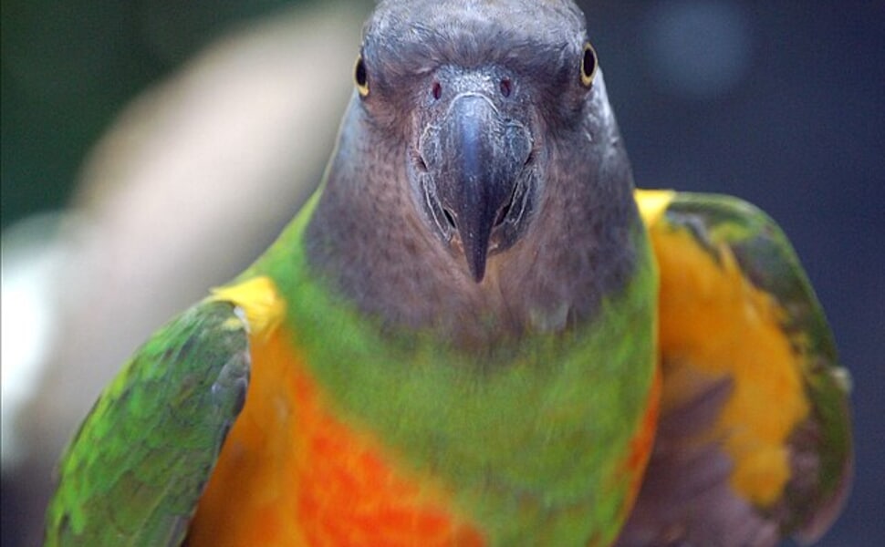 Сенегалски папагал и неговата история