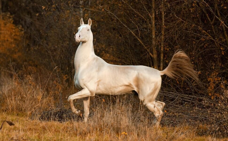 текински кон ахал