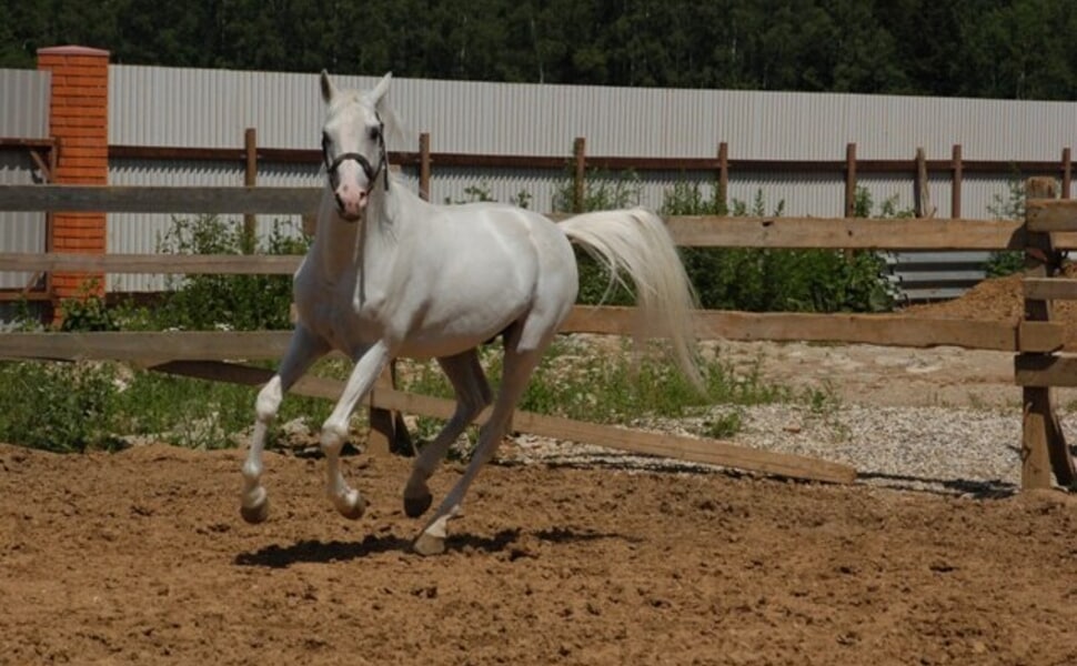 Външен вид и морфологични особености на терски кон