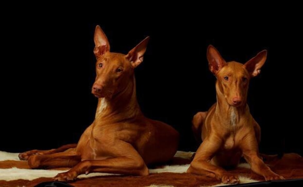 Външен вид на породата Фараоново куче