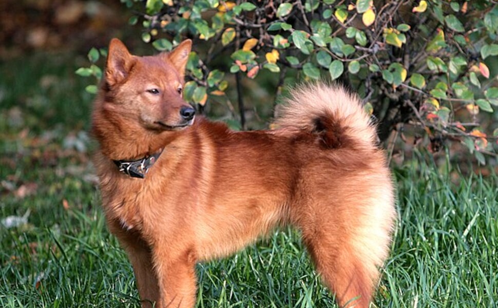 Финландският шпиц е известен като „кучето, което пее“