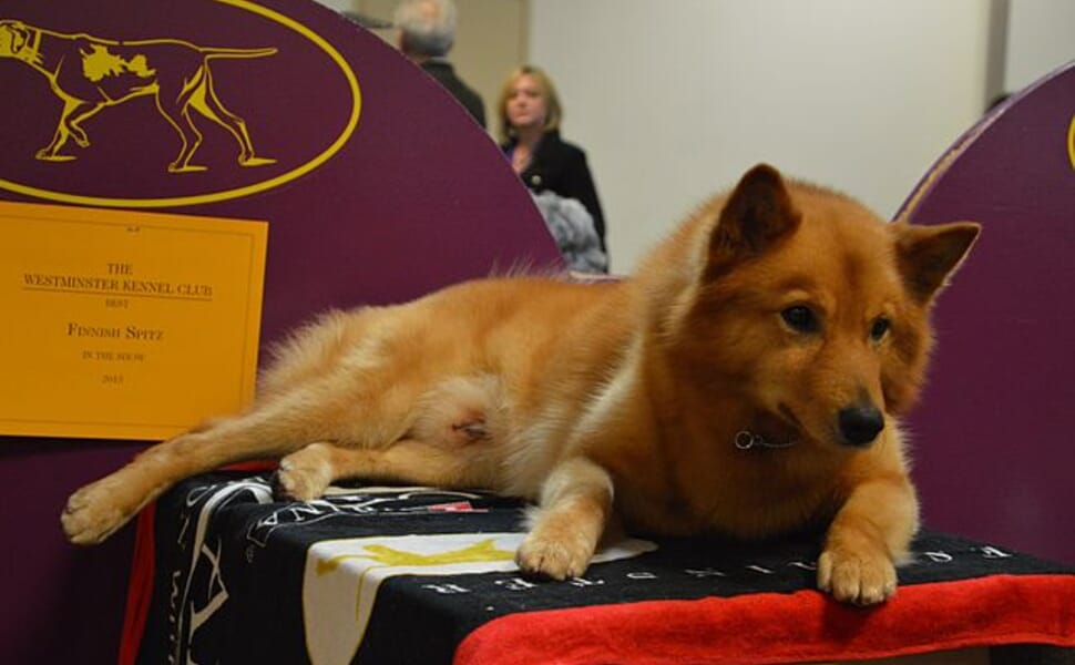 Физически характеристики на Финландски шпиц