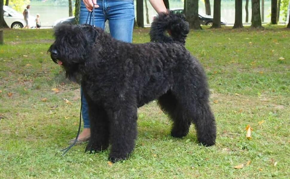 Фландърско бувие начин на живот