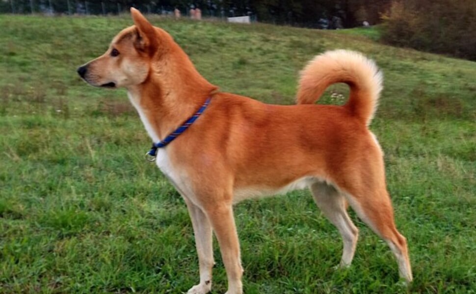 Препоръчителен хранителен режим на Ханаанското куче