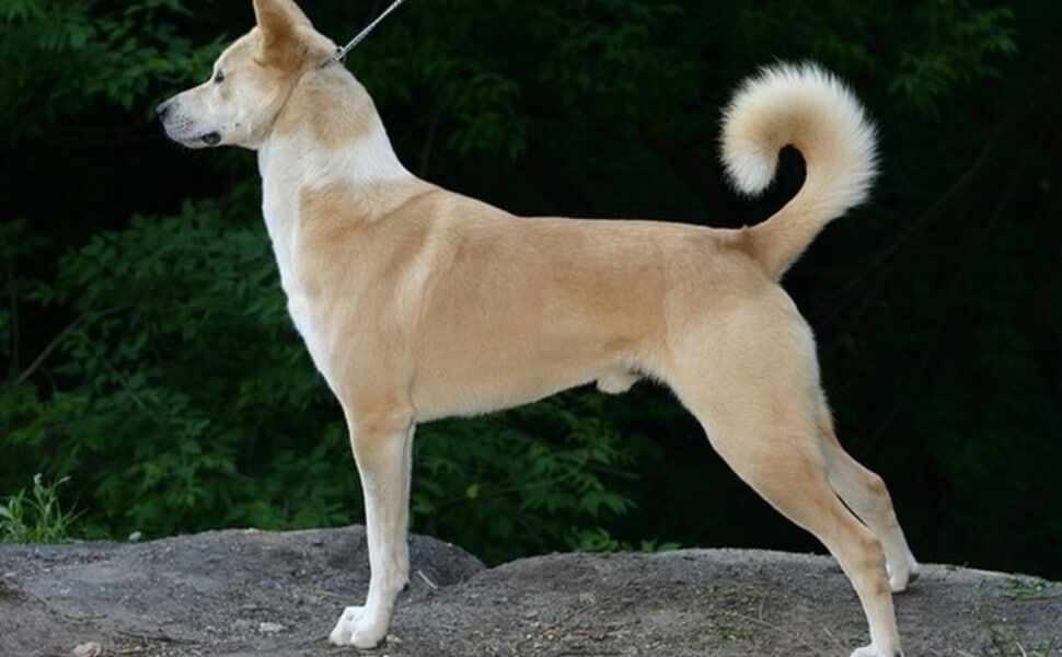 Външен вид на Ханаанското куче