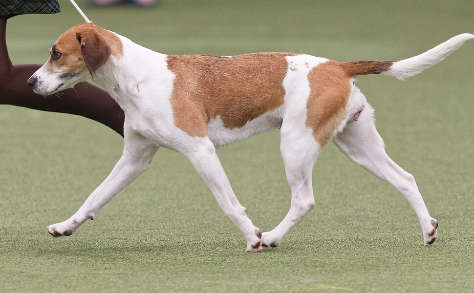 Изисквания за отглеждане и грижи за куче Хариер