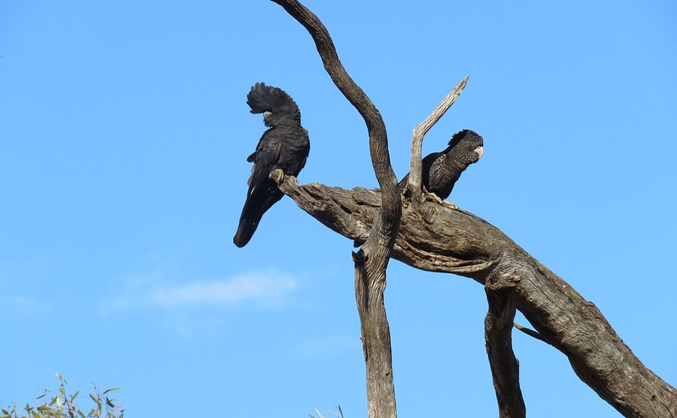 Клетка за чено какаду