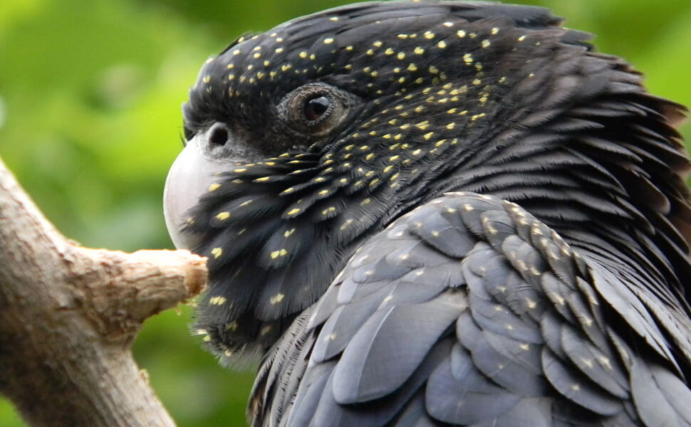 Отглеждане на черно какаду