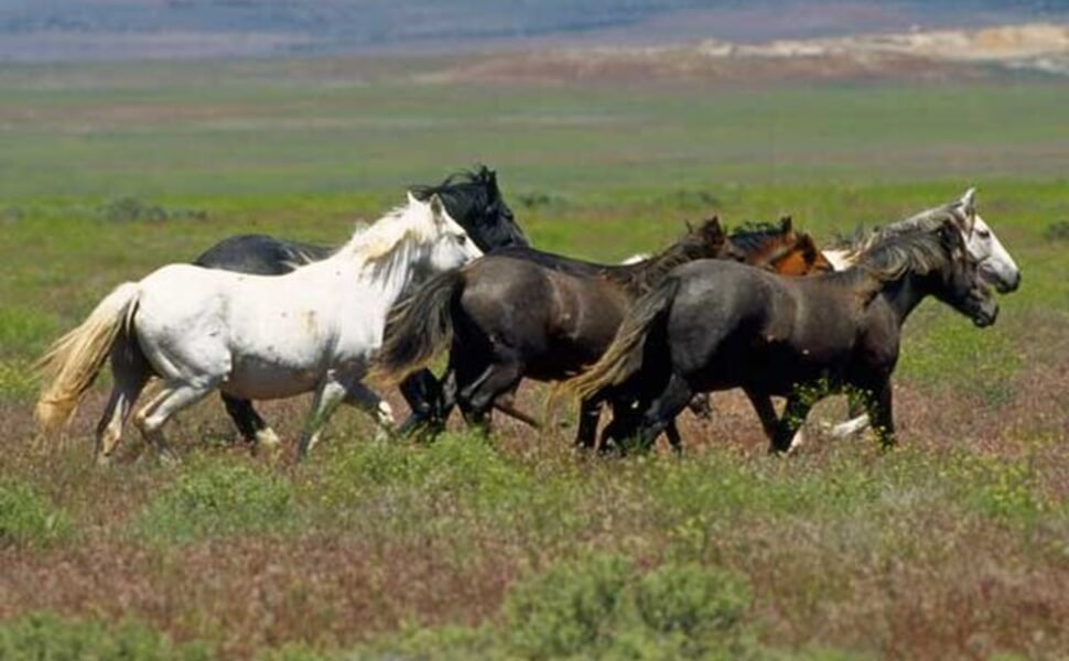 Външен вид на Мустанга