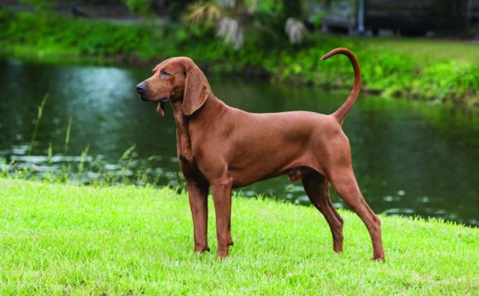 Основни характеристики на Червен кунхаунд