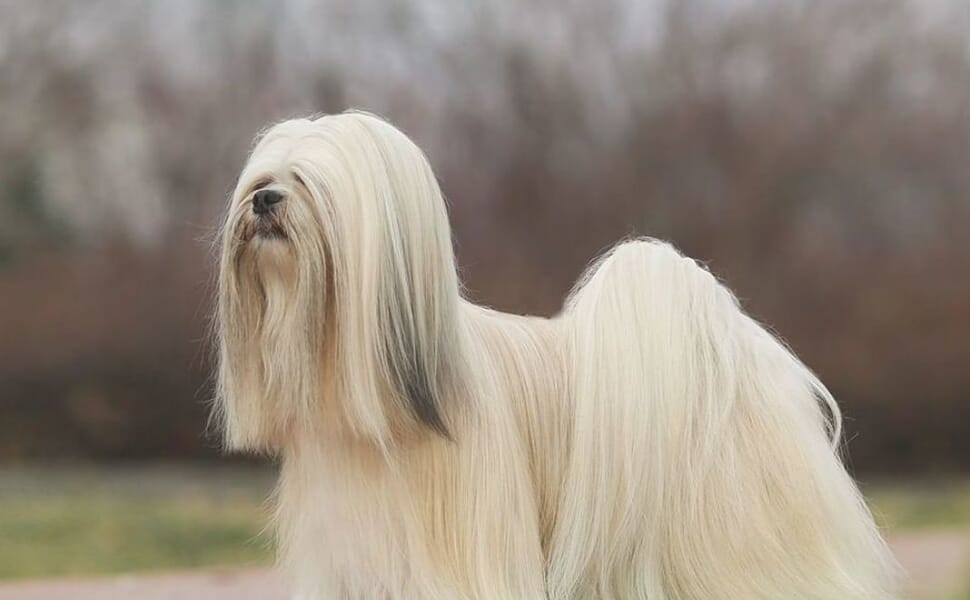 Лхаса Апсо порода куче