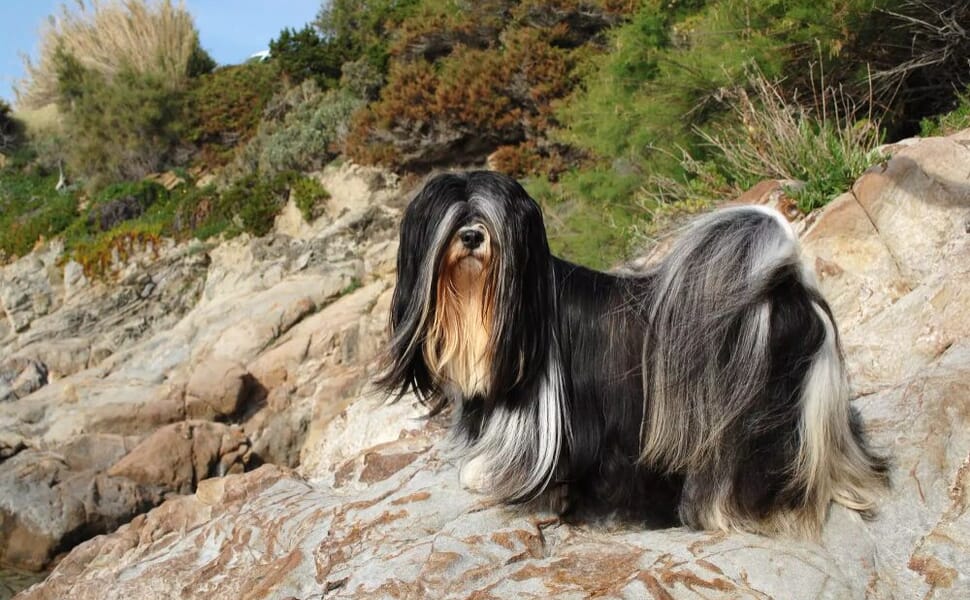 Лхаса порода Апсо куче