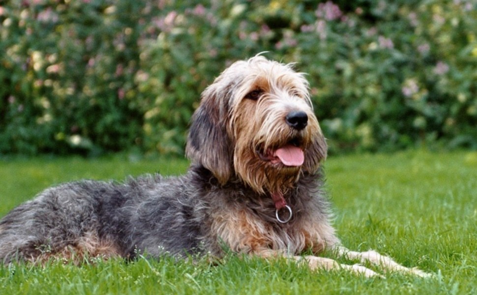 Отърхаунд куче порода