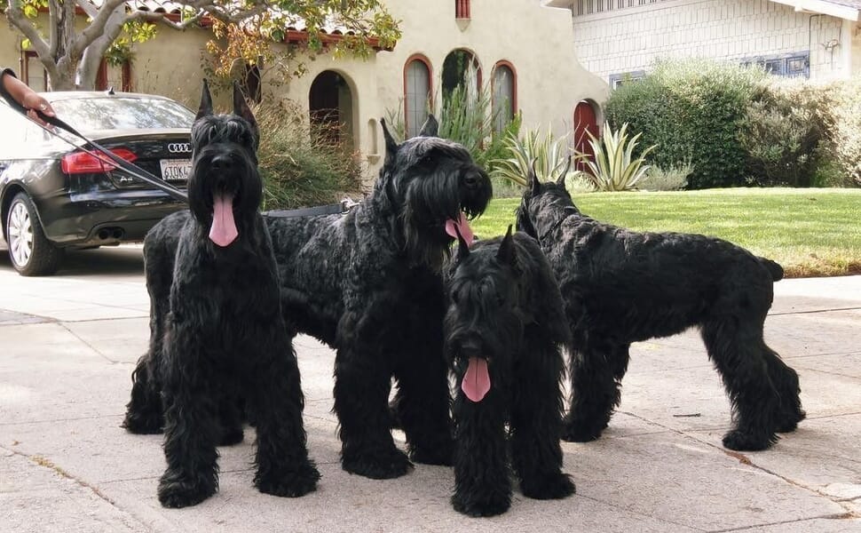 Ризеншнауцер 2