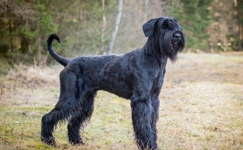 Ризеншнауцер куче порода