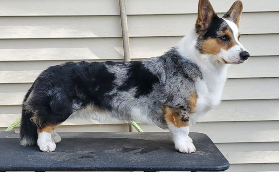 Уелско корги кардиган порода куче