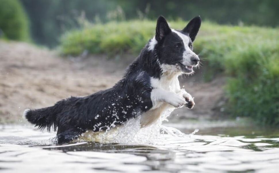 Уелско порода куче корги кардиган