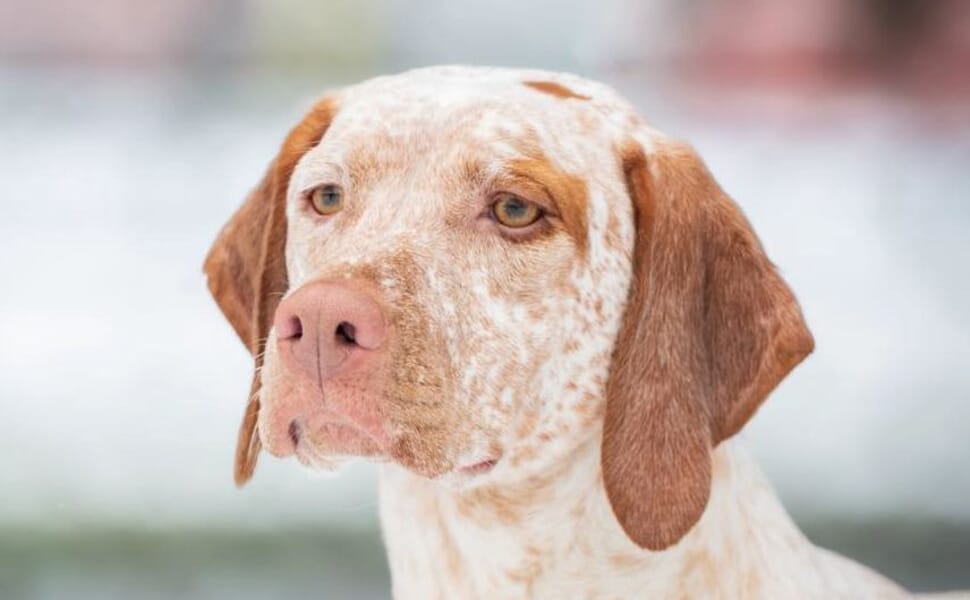 Бурбонски брак порода куче