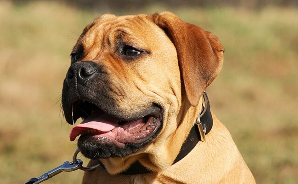 Условия за отглеждане на куче булмастиф