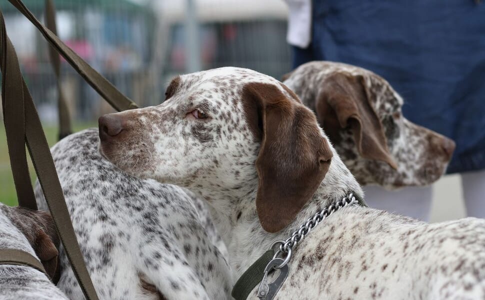 куче порода Бурбонски Брак