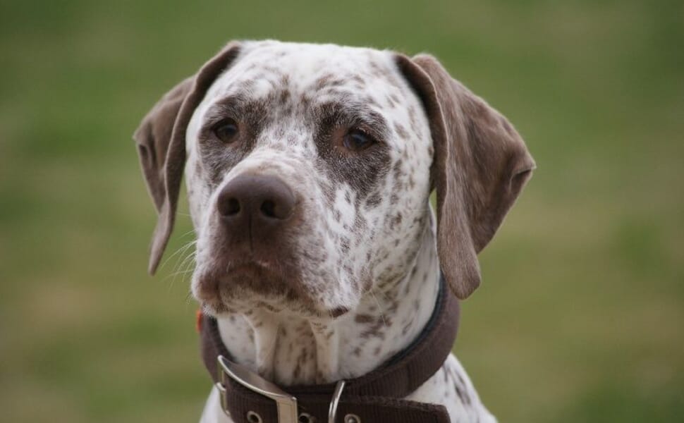 Бурбонски порода Брак куче