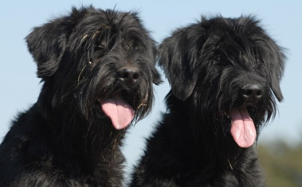 Условия за отглеждане на гигантски шнауцер – практическо ръководство